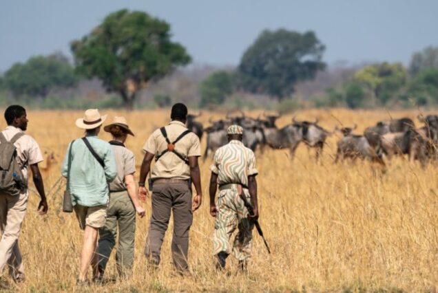 3-Day Samburu Safari walking tour in Kenya, Exclusive Safari walking tours, Personalised African Safari walking tours, Private Walking safari tours, Luxury Multi-day walking safari tours. Exclusive 7 Day Western Tanzania Safari, Private Tanzania 7 Day Safari, Off-the-beaten-path safari in Western Tanzania, Luxury Katavi National Park Tours, Private Mahale mountains chimp trekking tours