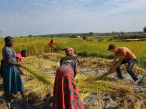 5 Days Private Lake Victoria Tour Tanzania, Luxury Lake Victoria Tanzania Safari, Mwanza Lake Victoria Exclusive Tour, Private Victoria Lake Tanzania Safari, Lake Victoria Africa Private Tour