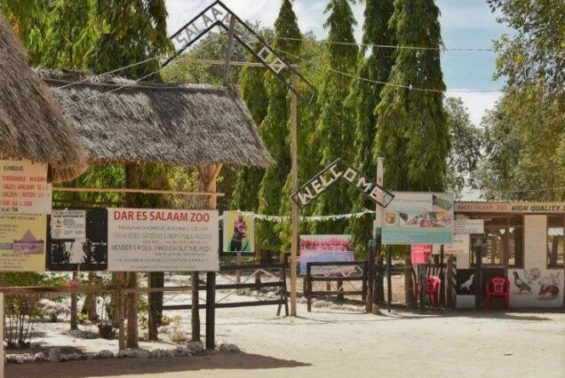 Luxury guide to Dar es Salaam Zoo Tanzania, Exclusive tour to Dar es Salaam Zoo Kigamboni, Dar es Salaam Zoo Kiingilio exclusive access, private tour to Dar es Salaam Zoo Dar es Salaam Tanzania, Exclusive Bahari Zoo Dar es Salaam personalized tour. Luxury 8 Days Tanzania Safari Exclusive Tour, Best Private Tanzania Southern Circuit Safari, Exclusive 8 day safari Tanzania, Tanzania 8-day safari private tour, Private 8 days Tanzania safari itinerary. 5-day Coastal Travel Tanzania luxury package, private 5 Day Tanzania Safari itinerary, exclusive Tanzania Tour Package, luxury Dar es Salaam City tour itinerary, exclusive Songo Songo Island tour