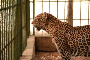 Luxury guide to Dar es Salaam Zoo Tanzania, Exclusive tour to Dar es Salaam Zoo Kigamboni, Dar es Salaam Zoo Kiingilio exclusive access, private tour to Dar es Salaam Zoo Dar es Salaam Tanzania, Exclusive Bahari Zoo Dar es Salaam personalized tour
