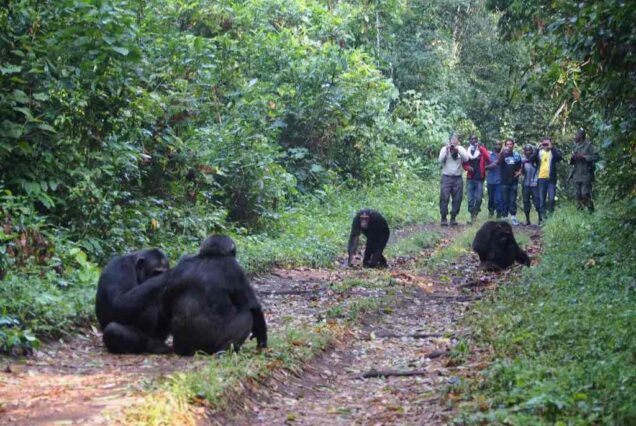 Exclusive 7 Day Western Tanzania Safari, Private Tanzania 7 Day Safari, Off-the-beaten-path safari in Western Tanzania, Luxury Katavi National Park Tours, Private Mahale mountains chimp trekking tours. Exclusive 8 Days Uganda Safari, Private 8 Days Uganda adventure safari, Exclusive Uganda itinerary tour, Luxury Uganda wildlife safari, Private Gorilla trekking safari Uganda
