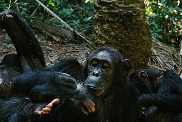 Exclusive 8 Days Uganda Safari, Private 8 Days Uganda adventure safari, Exclusive Uganda itinerary tour, Luxury Uganda wildlife safari, Private Gorilla trekking safari Uganda