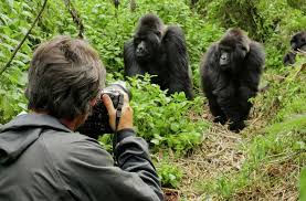 Private 4 Day Gorilla Trekking Uganda Package, Exclusive 4-Day Gorilla trekking adventure in Uganda, Luxury Bwindi Gorilla trekking safaris, Exclusive Gorilla trekking in Bwindi Impenetrable National Park, Private Bwindi Gorilla Safari. Exclusive 8 Days Uganda Safari, Private 8 Days Uganda adventure safari, Exclusive Uganda itinerary tour, Luxury Uganda wildlife safari, Private Gorilla trekking safari Uganda. 8 days Exclusive Rwanda Safari Tours, 8 days Luxury Kigali City Tour, Private Rwanda Safari Gorilla trekking, Personalized Rwanda Nyungwe Canopy Walk, Immersive Rwanda Tours