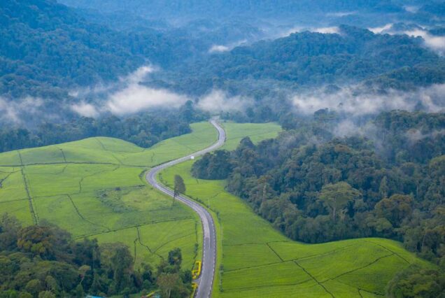 Gishwati Mukura National Park, Gishwati Mukura National Park and Biosphere Reserve, Gishwati National Park, Gishwati Forest Rwanda, Location of Gishwati Mukura National Park. Private 4 Day Gorilla Trekking Uganda Package, Exclusive 4-Day Gorilla trekking adventure in Uganda, Luxury Bwindi Gorilla trekking safaris, Exclusive Gorilla trekking in Bwindi Impenetrable National Park, Private Bwindi Gorilla Safari