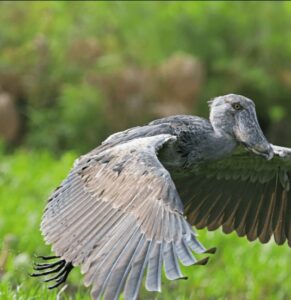 Luxury Safari Guide to Lake Ihema, Tour guide to Lake Ihema Rwanda, Exclusive guide to Lake Ihema Boat Cruise Safari, Luxury guide to Lake Ihema in Akagera National Park, Best tour guide to Wildlife on Lake Ihema