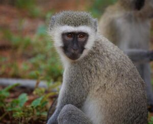 Luxury Safari Guide To Lake Ihema ~ Naicef; +254799922277 • Naicef Luxury Safari Guide to Lake Ihema, Tour guide to Lake Ihema Rwanda, Exclusive guide to Lake Ihema Boat Cruise Safari, Luxury guide to Lake Ihema in Akagera National Park, Best tour guide to Wildlife on Lake Ihema