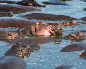 Luxury Safari Guide To Lake Ihema ~ Naicef; +254799922277 • Naicef Luxury Safari Guide to Lake Ihema, Tour guide to Lake Ihema Rwanda, Exclusive guide to Lake Ihema Boat Cruise Safari, Luxury guide to Lake Ihema in Akagera National Park, Best tour guide to Wildlife on Lake Ihema