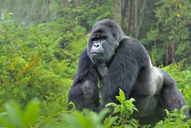 Lake mutanda, Mutanda Lake Resort, Lake Mutanda activities, Lake Mutanda Lodges, Lake mutanda tours. Exclusive 8 Days Uganda Safari, Private 8 Days Uganda adventure safari, Exclusive Uganda itinerary tour, Luxury Uganda wildlife safari, Private Gorilla trekking safari Uganda