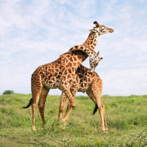 Luxury guide to Mkomazi National Park Tanzania, Exclusive Mkomazi National Park Safari guide, Luxury Mkomazi National Park Accommodation, Where is Mkomazi National Park, luxury Mkomazi National Park Hotels