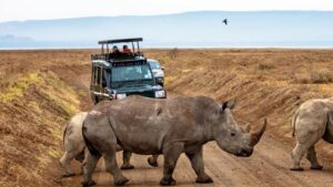 3 days Ol Pejeta package, Luxury 3 days Ol Pejeta safari package, Ol pejeta safari package, 3 days ol pejeta itinerary, 3 days ol pejeta conservancy tour, Luxury guide to Mkomazi National Park Tanzania, Exclusive Mkomazi National Park Safari guide, Luxury Mkomazi National Park Accommodation, Where is Mkomazi National Park, luxury Mkomazi National Park Hotels. 5 Days Tanzania Safari Luxury Tour, Private 4 Nights 5 Days Tanzania Northern Circuit Safari, Exclusive 5 Day African Safari Tanzania, Private 5 Days safari in Tanzania, Exclusive Olduvai Gorge tours. Private Tanzania 7 day itinerary, Luxury Tanzania 7 day tour, Exclusive 7 day Tanzania tours, Luxury Saadani National Park tour,  Private Mkomazi safari tours