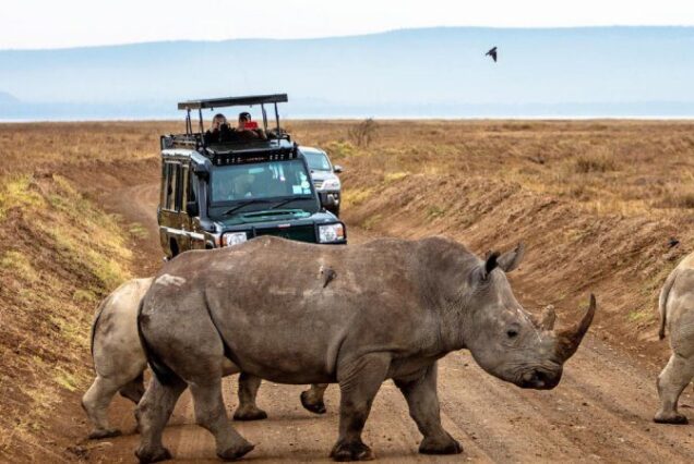 3 days Ol Pejeta package, Luxury 3 days Ol Pejeta safari package, Ol pejeta safari package, 3 days ol pejeta itinerary, 3 days ol pejeta conservancy tour, Luxury guide to Mkomazi National Park Tanzania, Exclusive Mkomazi National Park Safari guide, Luxury Mkomazi National Park Accommodation, Where is Mkomazi National Park, luxury Mkomazi National Park Hotels. 5 Days Tanzania Safari Luxury Tour, Private 4 Nights 5 Days Tanzania Northern Circuit Safari, Exclusive 5 Day African Safari Tanzania, Private 5 Days safari in Tanzania, Exclusive Olduvai Gorge tours. Private Tanzania 7 day itinerary, Luxury Tanzania 7 day tour, Exclusive 7 day Tanzania tours, Luxury Saadani National Park tour,  Private Mkomazi safari tours. Private Tanzania 7 day itinerary, Luxury Tanzania 7 day tour, Exclusive 7 day Tanzania tours, Luxury Saadani National Park tour,  Private Mkomazi safari tours. best conservancies in Kenya, conservancies in Kenya, list of conservancies in Kenya, private conservancies in Kenya, Wildlife Conservancies in Kenya