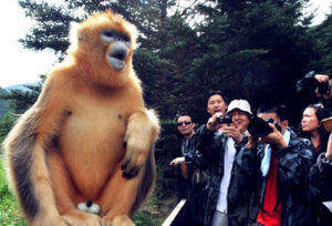 Mount Bisoke,Mount Bisok,Mount Bisoke Hike, Crater Lake on Mount Bisoke Rwanda Mount Bisoke Rwanda Gorilla trekking