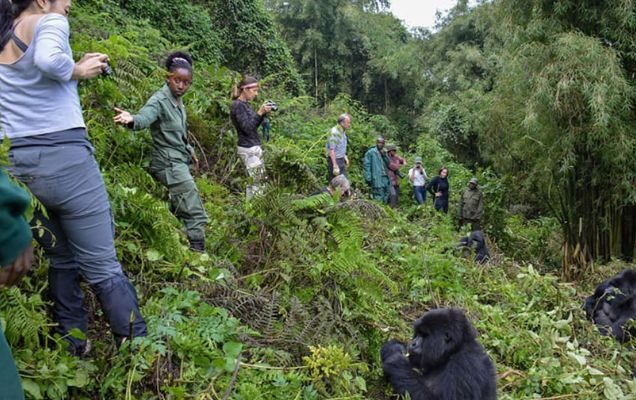 Luxury Safari Guide to Mountain Karisimbi, Exclusive Adventure to Mount Karisimbi, Private Safari Adventure to Mount Karisimbi Rwanda, Expert Guided Mount Karisimbi Volcano Hike, Luxury Expedition to the Elevation of Mount Karisimbi. Private 4 Day Gorilla Trekking Uganda Package, Exclusive 4-Day Gorilla trekking adventure in Uganda, Luxury Bwindi Gorilla trekking safaris, Exclusive Gorilla trekking in Bwindi Impenetrable National Park, Private Bwindi Gorilla Safari