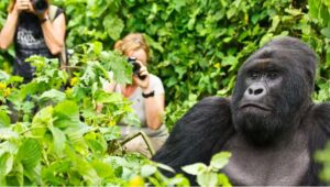 Private 4 Day Gorilla Trekking Uganda Package, Exclusive 4-Day Gorilla trekking adventure in Uganda, Luxury Bwindi Gorilla trekking safaris, Exclusive Gorilla trekking in Bwindi Impenetrable National Park, Private Bwindi Gorilla Safari