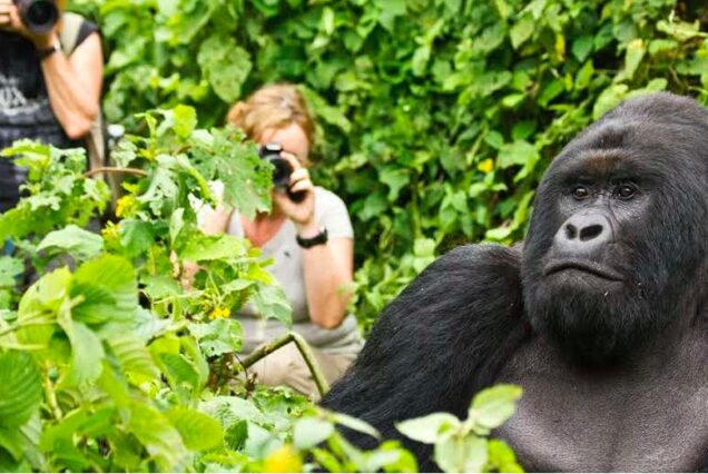 Private 4 Day Gorilla Trekking Uganda Package, Exclusive 4-Day Gorilla trekking adventure in Uganda, Luxury Bwindi Gorilla trekking safaris, Exclusive Gorilla trekking in Bwindi Impenetrable National Park, Private Bwindi Gorilla Safari