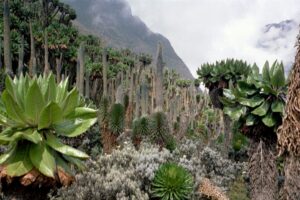 Luxury Safari Guide to Mountain Karisimbi, Exclusive Adventure to Mount Karisimbi, Private Safari Adventure to Mount Karisimbi Rwanda, Expert Guided Mount Karisimbi Volcano Hike, Luxury Expedition to the Elevation of Mount Karisimbi