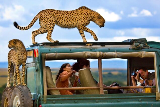 Exclusive 8 Days Uganda Safari, Private 8 Days Uganda adventure safari, Exclusive Uganda itinerary tour, Luxury Uganda wildlife safari, Private Gorilla trekking safari Uganda