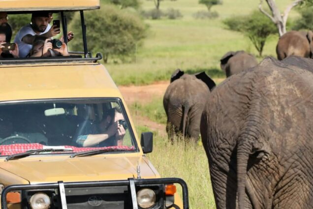 2 days Amboseli national park safari packages, 2 days Amboseli safari, Amboseli safari, Amboseli itinerary, Amboseli tours. 5 Days Tanzania Safari Luxury Tour, Private 4 Nights 5 Days Tanzania Northern Circuit Safari, Exclusive 5 Day African Safari Tanzania, Private 5 Days safari in Tanzania, Exclusive Olduvai Gorge tours. Private Tanzania 7 day itinerary, Luxury Tanzania 7 day tour, Exclusive 7 day Tanzania tours, Luxury Saadani National Park tour,  Private Mkomazi safari tours. Luxury 4 Days Murchison Falls Safari, Private Murchison Falls National Park safari, Exclusive Safari in Uganda Murchison Falls, Luxury Uganda safari tour,, Private Safari Murchison Falls National Park. Exclusive 8 Days Uganda Safari, Private 8 Days Uganda adventure safari, Exclusive Uganda itinerary tour, Luxury Uganda wildlife safari, Private Gorilla trekking safari Uganda
