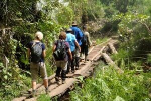 Breathtaking Nyungwe Waterfalls Experience, Exclusive Tour to Nyungwe Waterfall Hike, Private Guided Waterfall Adventure, Luxury Exploration of Waterfalls in Nyungwe National Park, Serene Nyungwe Falls Nature Escape