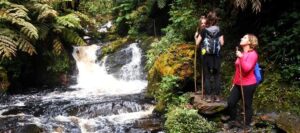 Breathtaking Nyungwe Waterfalls Experience, Exclusive Tour to Nyungwe Waterfall Hike, Private Guided Waterfall Adventure, Luxury Exploration of Waterfalls in Nyungwe National Park, Serene Nyungwe Falls Nature Escape