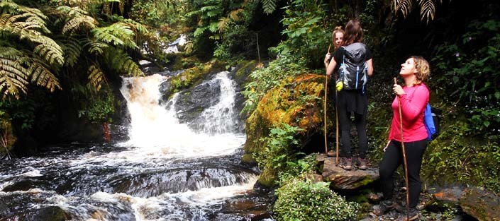 Breathtaking Nyungwe Waterfalls Experience, Exclusive Tour to Nyungwe Waterfall Hike, Private Guided Waterfall Adventure, Luxury Exploration of Waterfalls in Nyungwe National Park, Serene Nyungwe Falls Nature Escape