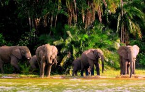 Rubondo Island National Park Tanzania, Rubondo Island National Park, Rubondo National Park, Rubondo Island National Park Accommodation, Rubondo National Park location