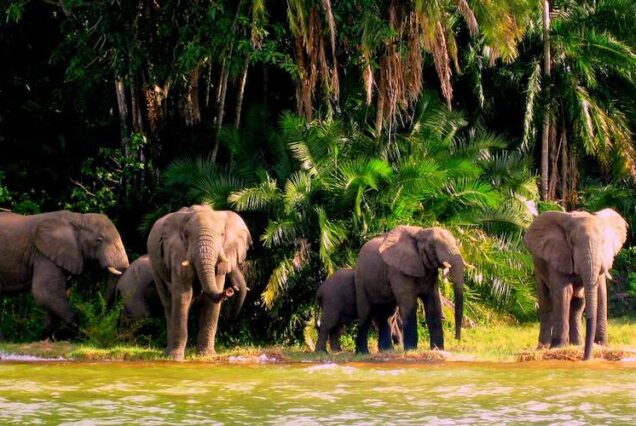 Rubondo Island National Park Tanzania, Rubondo Island National Park, Rubondo National Park, Rubondo Island National Park Accommodation, Rubondo National Park location. 5 Days Private Lake Victoria Tour Tanzania, Luxury Lake Victoria Tanzania Safari, Mwanza Lake Victoria Exclusive Tour, Private Victoria Lake Tanzania Safari, Lake Victoria Africa Private Tour