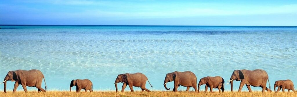 Saadani National Park Tanzania, Saadani National Park animals, Where is Saadani National Park located, Saadani National Park beach, Hotels in Saadani National Park. Private Tanzania 7 day itinerary, Luxury Tanzania 7 day tour, Exclusive 7 day Tanzania tours, Luxury Saadani National Park tour,  Private Mkomazi safari tours. 6 Days Tanzania Safari Private Tour, Luxury 6 days safari Tanzania, Exclusive 6 days Tanzania camping safari, Private 6 days Tanzania Northern circuit safari, luxury 5 nights 6 days Tanzania Northern circuit safari