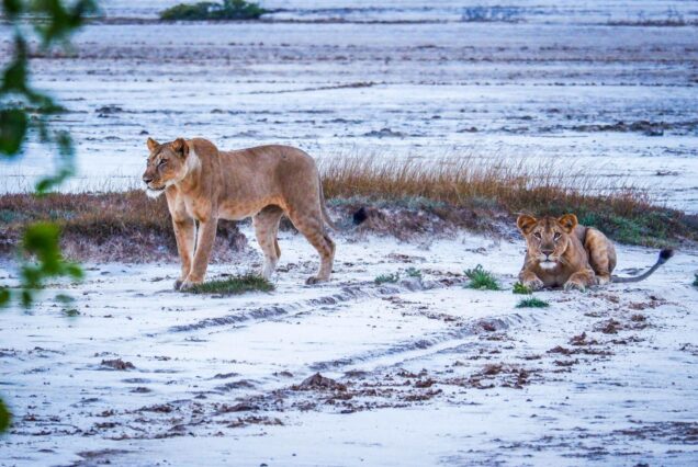 Saadani National Park Tanzania, Saadani National Park animals, Where is Saadani National Park located, Saadani National Park beach, Hotels in Saadani National Park. Private Tanzania 7 day itinerary, Luxury Tanzania 7 day tour, Exclusive 7 day Tanzania tours, Luxury Saadani National Park tour, Private Mkomazi safari tours. 6 Days Tanzania Safari Private Tour, Luxury 6 days safari Tanzania, Exclusive 6 days Tanzania camping safari, Private 6 days Tanzania Northern circuit safari, luxury 5 nights 6 days Tanzania Northern circuit safari