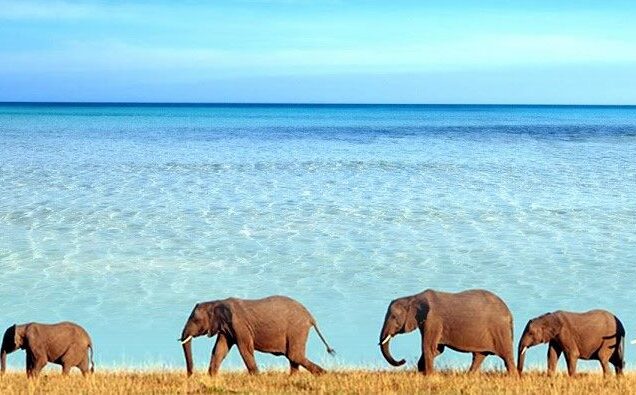Saadani National Park Tanzania, Saadani National Park animals, Where is Saadani National Park located, Saadani National Park beach, Hotels in Saadani National Park. Private Tanzania 7 day itinerary, Luxury Tanzania 7 day tour, Exclusive 7 day Tanzania tours, Luxury Saadani National Park tour,  Private Mkomazi safari tours. 6 Days Tanzania Safari Private Tour, Luxury 6 days safari Tanzania, Exclusive 6 days Tanzania camping safari, Private 6 days Tanzania Northern circuit safari, luxury 5 nights 6 days Tanzania Northern circuit safari