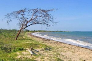 Saadani National Park Tanzania, Saadani National Park animals,, Where is Saadani National Park located, Saadani National Park beach, Hotels in Saadani National Park