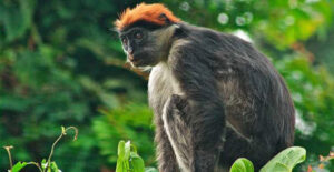 Udzungwa Mountains National Park Tanzania, Udzungwa Mountains National Park, Udzungwa Mountains Tanzania, Udzungwa Mountains National Park History, Udzungwa Mountains National Park hotels
