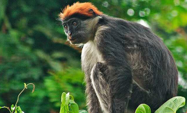 Udzungwa Mountains National Park Tanzania, Udzungwa Mountains National Park, Udzungwa Mountains Tanzania, Udzungwa Mountains National Park History, Udzungwa Mountains National Park hotels. Private 6 Day Safari Tanzania To Dar/Nyerere/& Udzungwa, Exclusive 6 Days Safari Tanzania, Luxurious 6 Days Tanzania safari itinerary, 6 Days Tanzania lodge safari luxury tour, private 6 day Tanzania safari