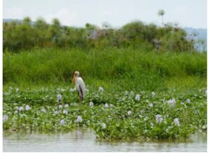 Luxury Nature Escape to Rugezi Wetlands, Exclusive Exploration of Rugezi Wetlands in Rwanda, Private Guided Experience of Rugezi Wetlands in Kigali, Inspiring Conservation Journey through Rugezi Wetlands Restoration Rwanda, Detailed Travel Insight into Rugezi Wetlands Location