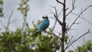 Luxury Nature Escape to Rugezi Wetlands, Exclusive Exploration of Rugezi Wetlands in Rwanda, Private Guided Experience of Rugezi Wetlands in Kigali, Inspiring Conservation Journey through Rugezi Wetlands Restoration Rwanda, Detailed Travel Insight into Rugezi Wetlands Location